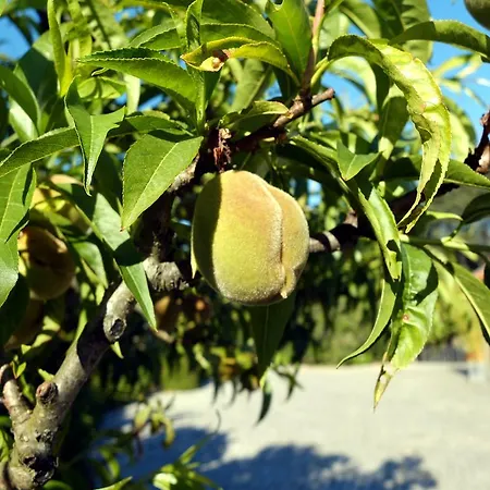 Family Secrets Douro Ribadouro