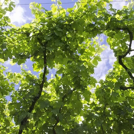 Casa de Férias Family Secrets Douro