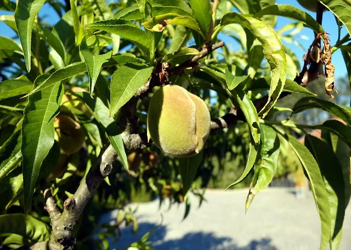 Family Secrets Douro Ribadouro