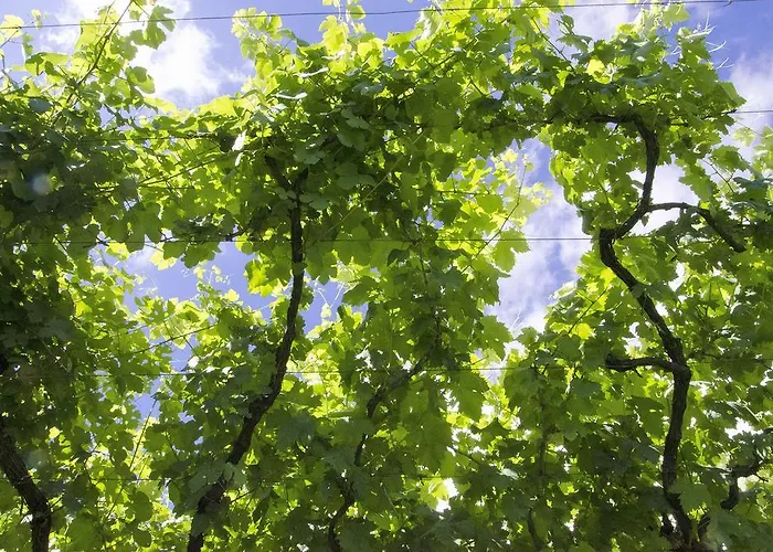 بيت للعطل Family Secrets Douro